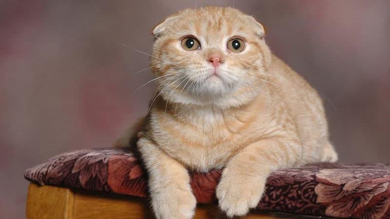 Mèo Scottish với đôi tai cụp và thân hình tròn đáng yêu