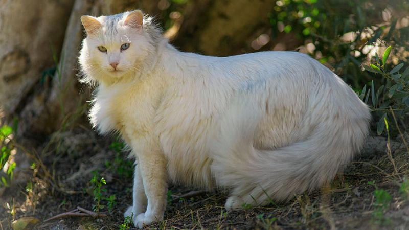 Nguồn gốc mèo Van Thổ Nhĩ Kỳ, đặc điểm, cách nuôi, giá bán