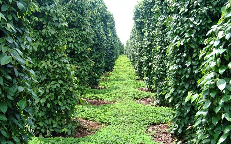 Giá tiêu hôm nay 9/12/2022 trong nước