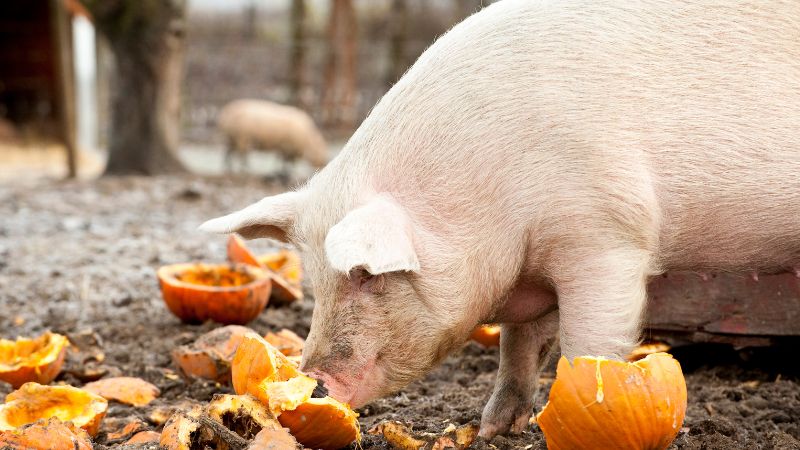 Giá heo hơi hôm nay 9/12 tại miền Trung, Tây Nguyên