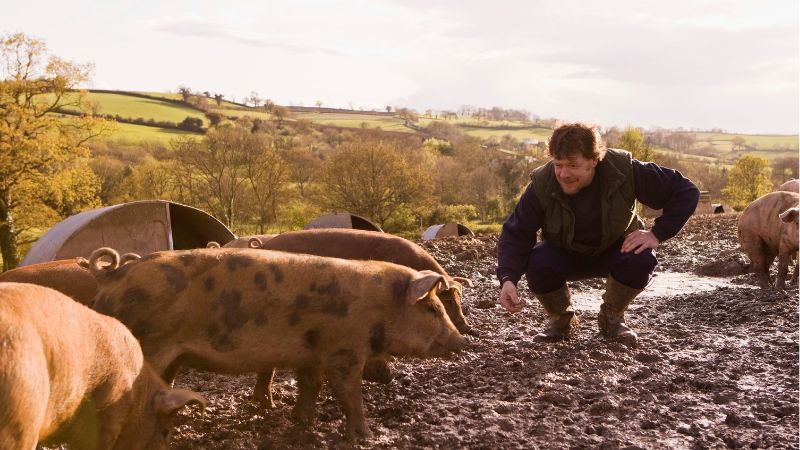 Giá heo hơi hôm nay 9/12 tại miền Nam