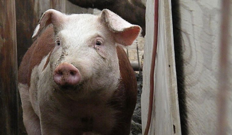 Giá heo hơi hôm nay 9/12/2022: Tăng rải rác 1.000 đồng/kg