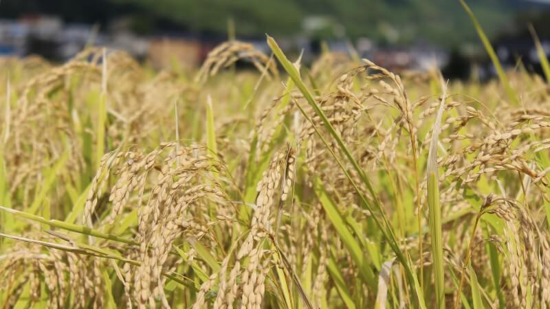 Giá lúa hôm nay 9/12