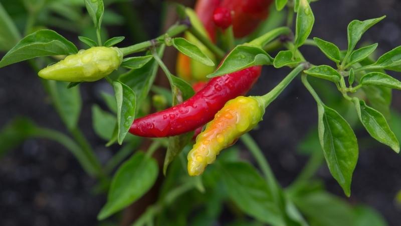 Giá ớt hôm nay 09/12/2022 mới nhất Giá ớt hôm nay 09/12/2022 mới nhất