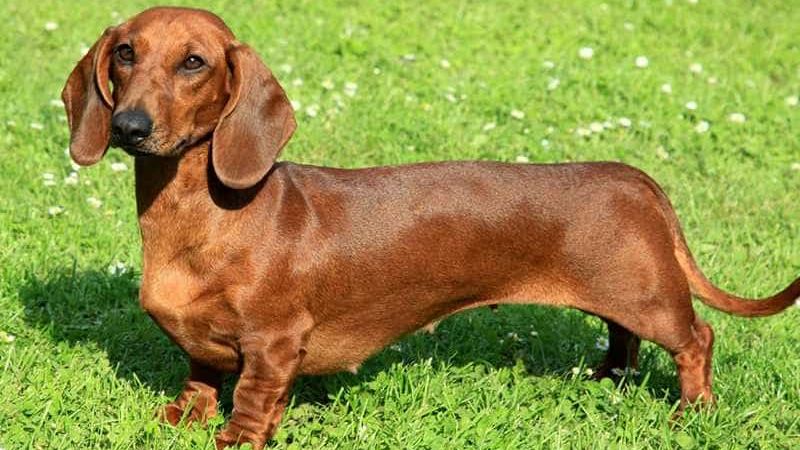 Chó Dachshund hay còn gọi là chó lạp xưởng