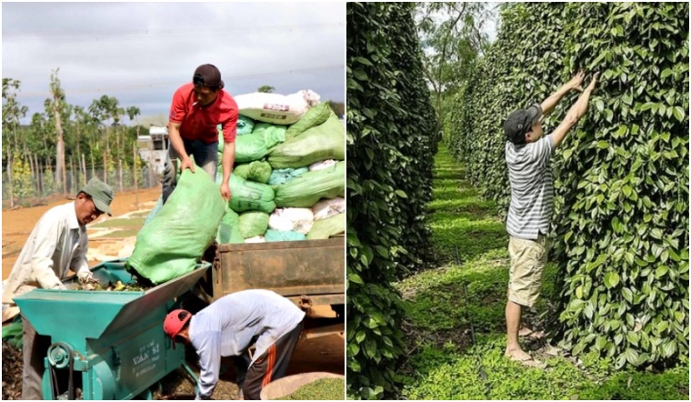 Giá tiêu hôm nay 10/12/2022: Giữ nguyên, dao động 59.000-62.000 đồng/kg