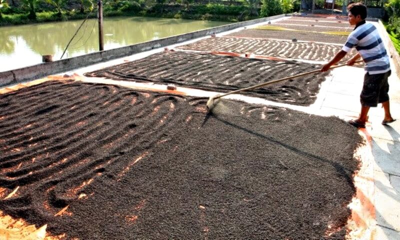 Giá tiêu hôm nay 10/12/2022 trong nước