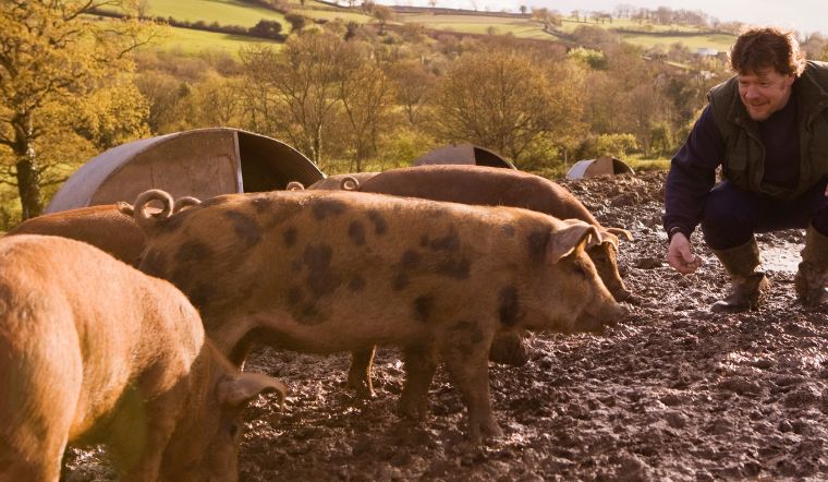 Giá heo hơi hôm nay 10/12/2022: Giảm rải rác trên cả nước