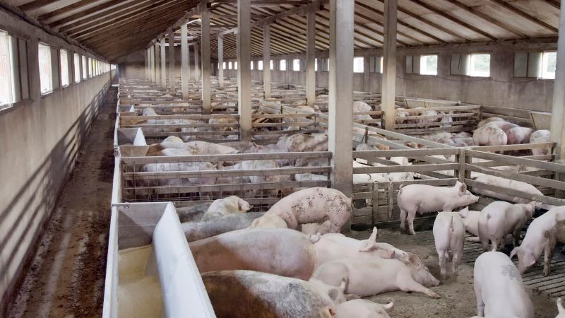 Giá heo hơi hôm nay 10/12 tại miền Trung, Tây Nguyên