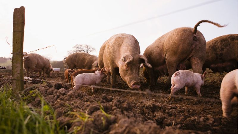 Giá heo hơi hôm nay 10/12 tại miền Nam