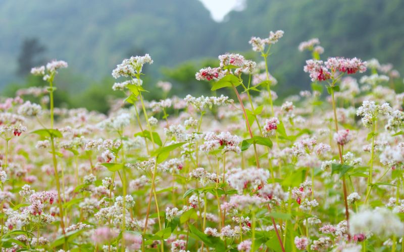 Tam giác mạch là hoa gì?