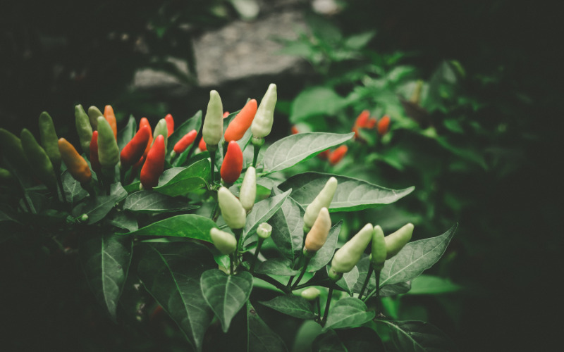 Giá ớt hôm nay 10/12/2022 mới nhất