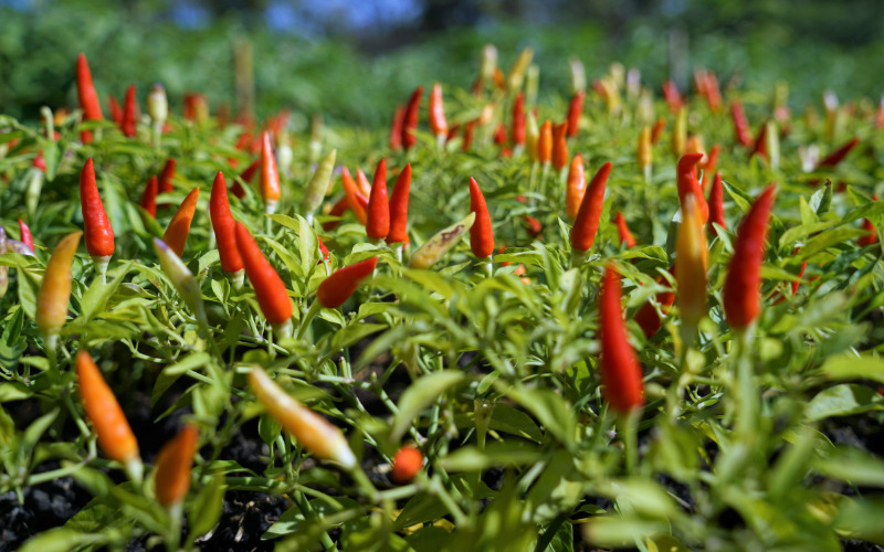 Giá ớt hôm nay 10/12/2022 mới nhất