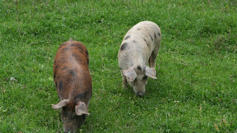 Giá heo hơi hôm nay 12/12 tại miền Bắc