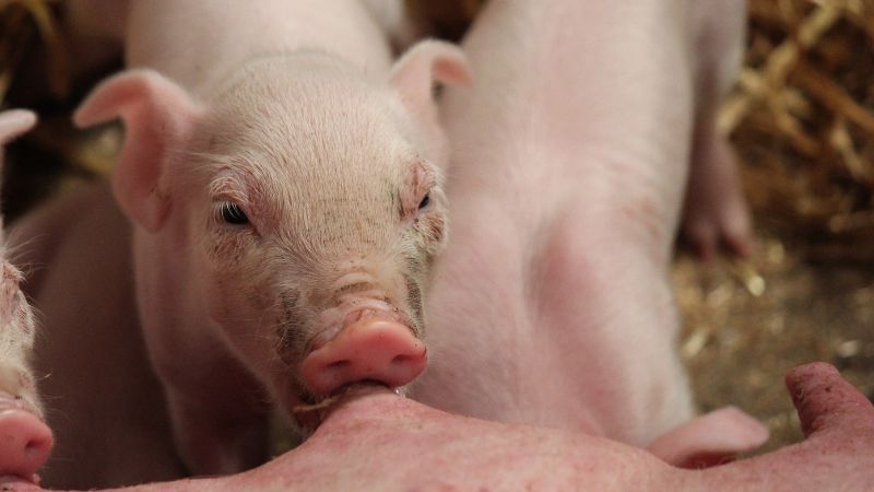 Giá heo hơi hôm nay 12/12 tại miền Trung, Tây Nguyên