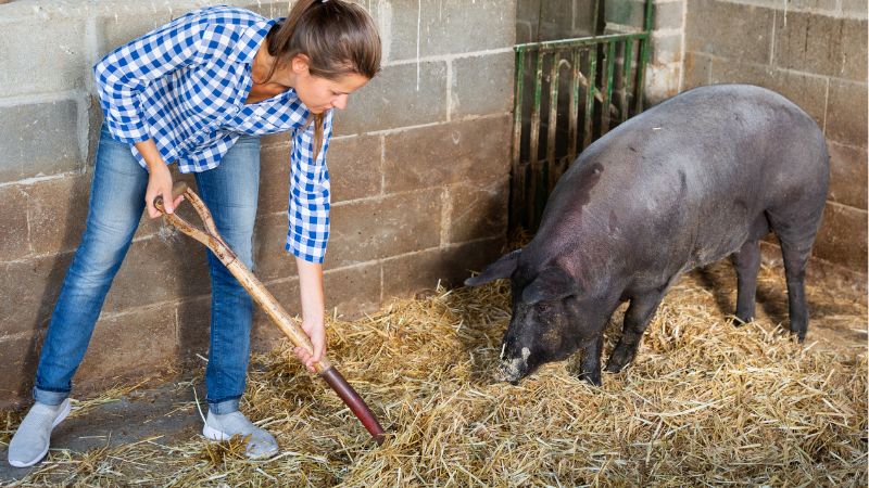 Giá heo hơi hôm nay 12/12 tại miền Nam