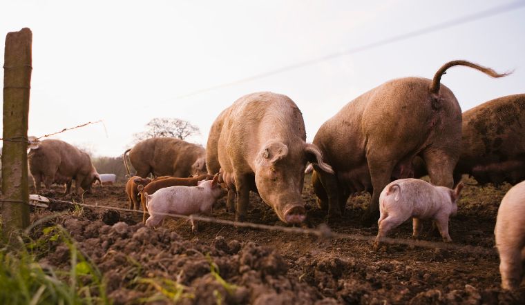 Giá heo hơi hôm nay 12/12/2022: Đi ngang trên toàn quốc