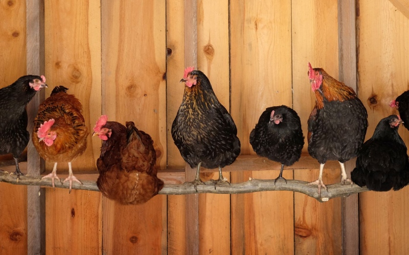 Giá gà hôm nay 12/12 Giá gà hôm nay 12/12