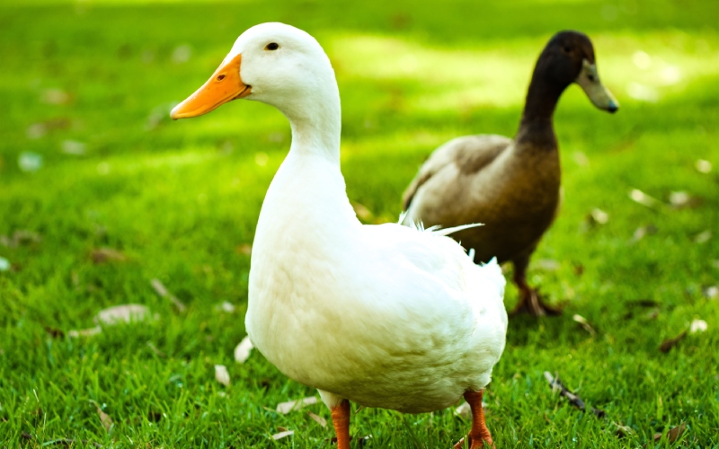 Giá vịt hôm nay 12/12 Giá vịt hôm nay 12/12