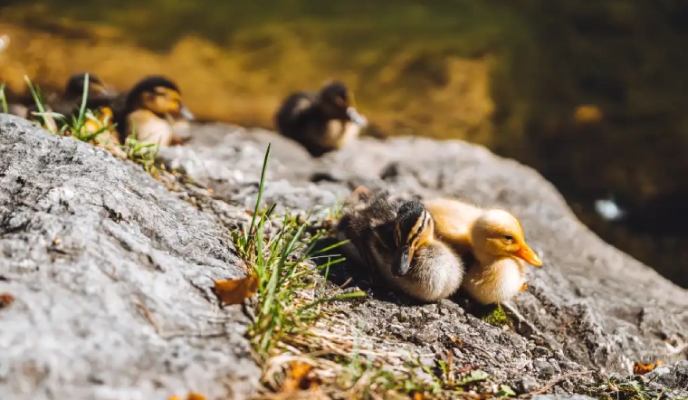 Giá gia cầm hôm nay 12/12/2022: Đầu tuần không biến động