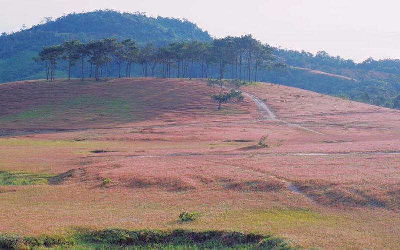 Thời điểm du lịch đến đồi cỏ hồng Masara lý tưởng Thời điểm du lịch đến đồi cỏ hồng Masara lý tưởng