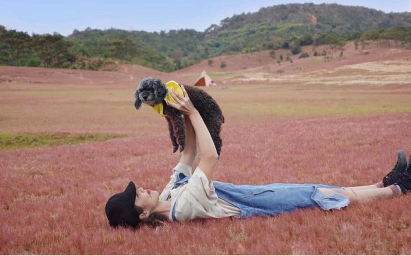 Chụp hình ‘sống ảo’ ở đồi cỏ hồng Masara Chụp hình ‘sống ảo’ ở đồi cỏ hồng Masara