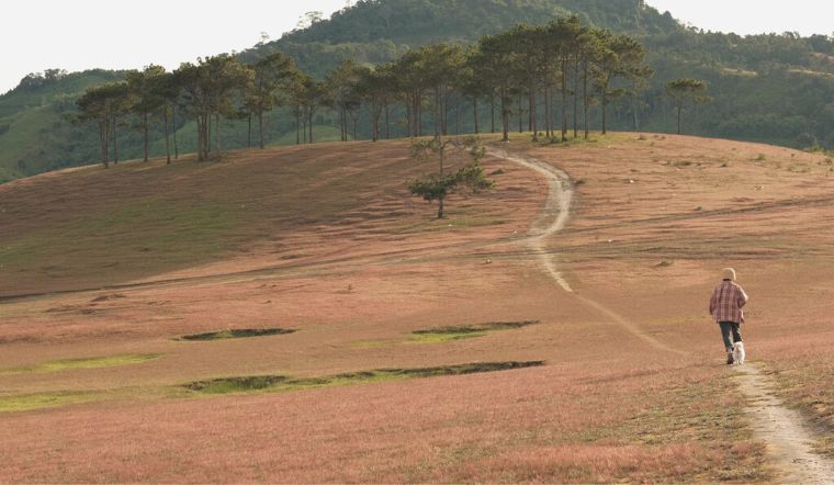 Xiêu lòng với khung cảnh đẹp như tranh của đồi cỏ hồng ở Đức Trọng
