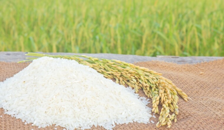 Giá lúa gạo hôm nay 12/12/2022: Nhiều giống lúa tăng 100 đồng/kg