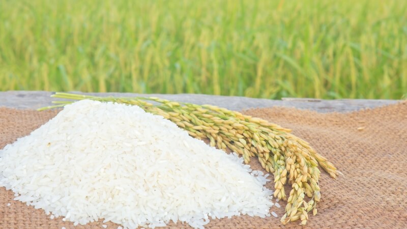 Giá lúa hôm nay 12/12