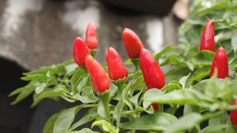 Giá ớt hôm nay 12/12/2022 mới nhất