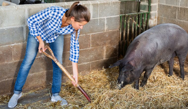 Giá heo hơi hôm nay 13/12/2022: Tiếp tục đi ngang