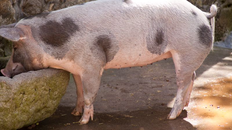 Giá heo hơi hôm nay 13/12 tại miền Trung, Tây Nguyên