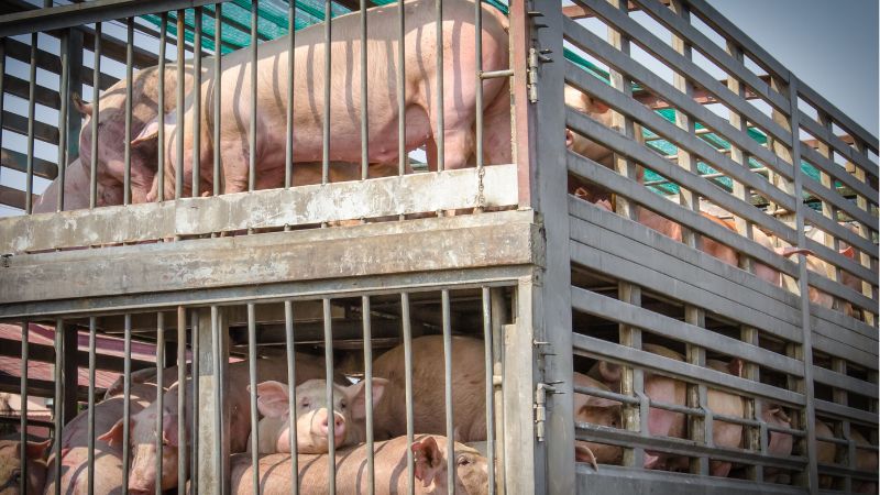 Giá heo hơi hôm nay 13/12 tại miền Nam