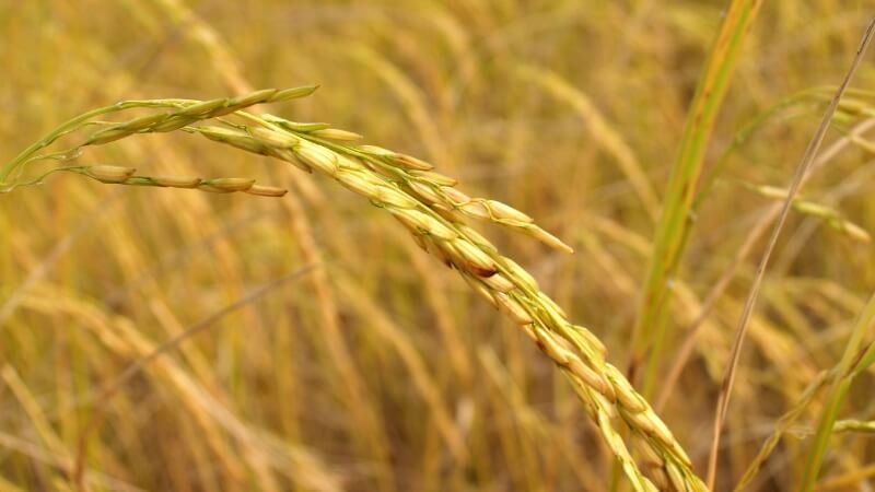 Giá lúa hôm nay 13/12