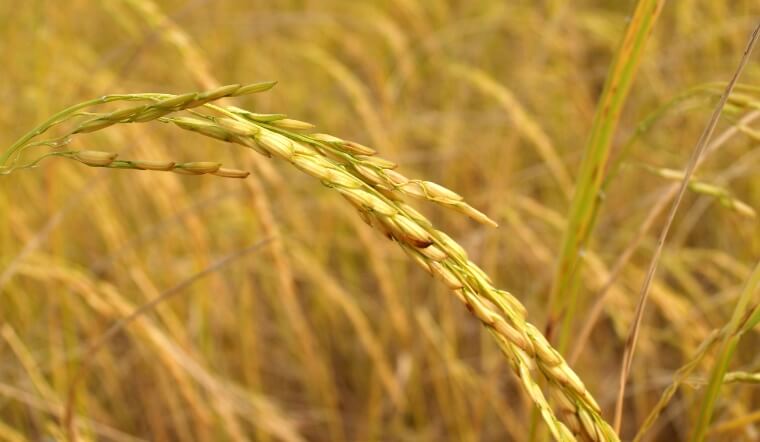 Giá lúa gạo hôm nay 13/12/2022: Chững giá ở nhiều giống lúa gạo