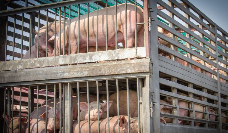 Giá heo hơi hôm nay 14/12/2022: Tăng giảm trong khoảng 1.000 đồng/kg