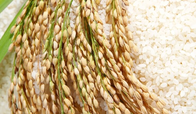 Giá lúa gạo hôm nay 14/12/2022: Lúa OM 18 giảm 200 đồng/kg