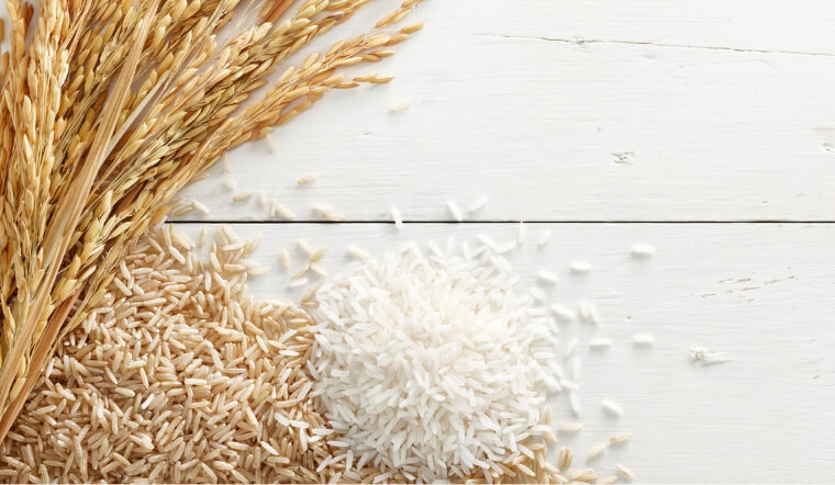 Giá lúa gạo hôm nay 15/12/2022: Chững giá ở nhiều giống lúa gạo