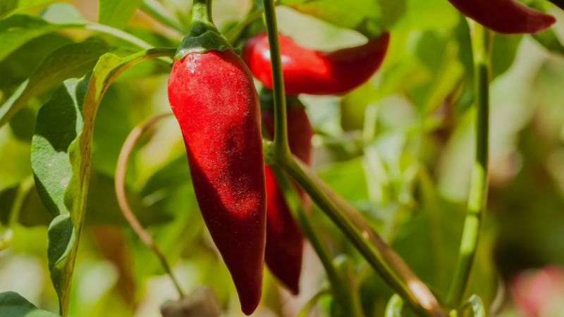 Giá ớt hôm nay 15/12/2022 mới nhất