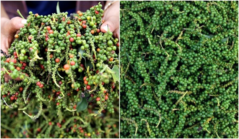 Giá tiêu hôm nay 16/12/2022: Giữ nguyên, dao động 57.000-60.000 đồng/kg