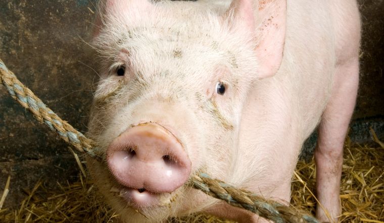 Giá heo hơi hôm nay 16/12/2022: Tiếp tục chững lại ở nhiều nơi