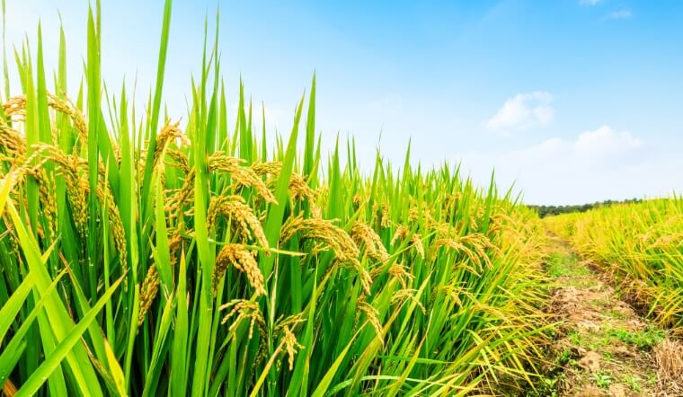 Giá lúa gạo hôm nay 16/12/2022: Duy trì ở mức ổn định