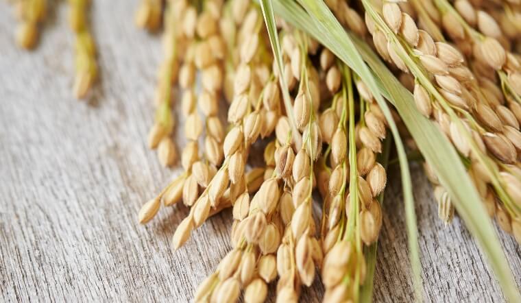 Giá lúa gạo hôm nay 17/12/2022: Tiếp tục duy trì đà đi ngang