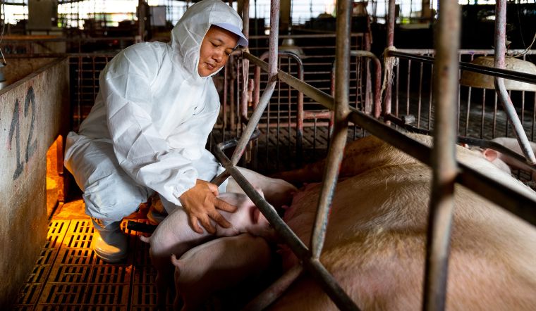 Giá heo hơi hôm nay 19/12/2022: Không ghi nhận biến động mới 