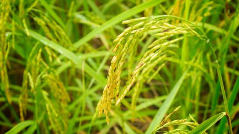 Giá lúa hôm nay 19/12 Giá lúa hôm nay 19/12