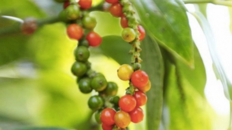 Giá tiêu thế giới