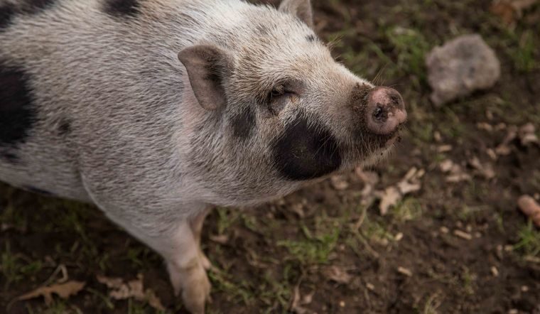 Giá heo hơi hôm nay 20/12/2022: Tăng giảm không đồng nhất 1.000 đồng/kg