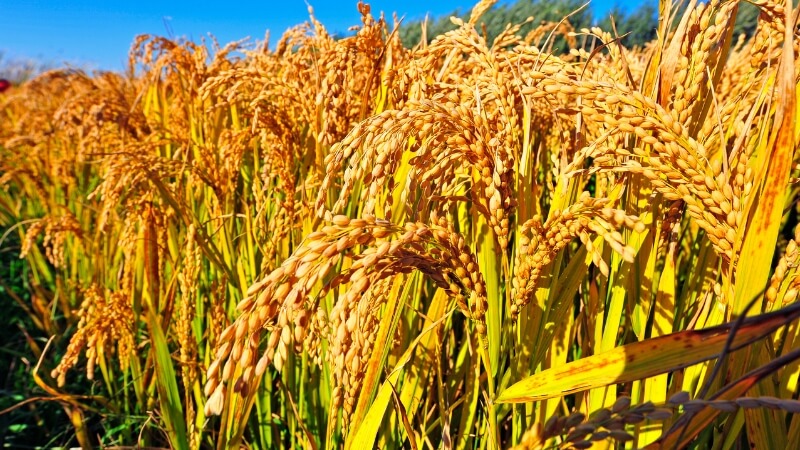 Giá lúa hôm nay 20/12