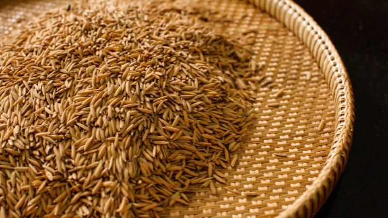 Giá lúa hôm nay 21/12