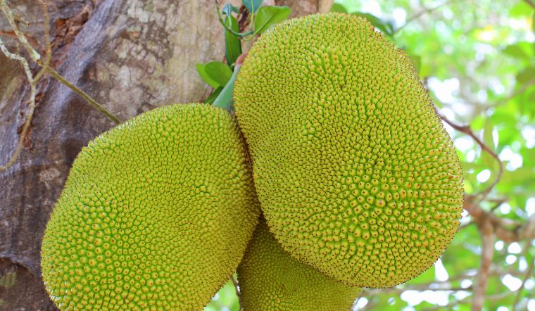 Giá mít Thái hôm nay 21/12/2022: Giảm từ 1.000 - 2.000đ/kg so với hôm qua